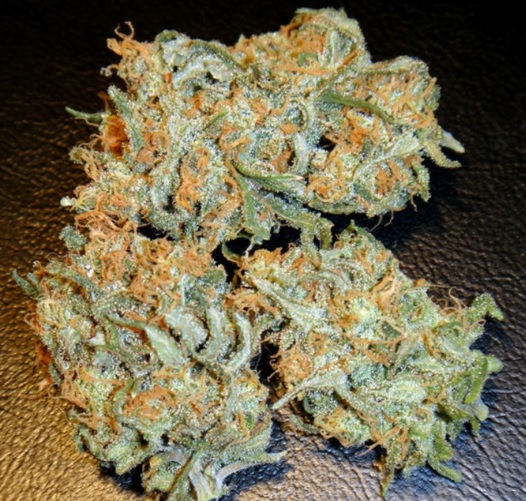 Aurora Indica